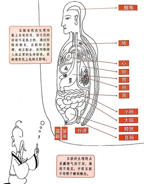 五臟六腑圖